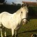 Niky pony Irlandese